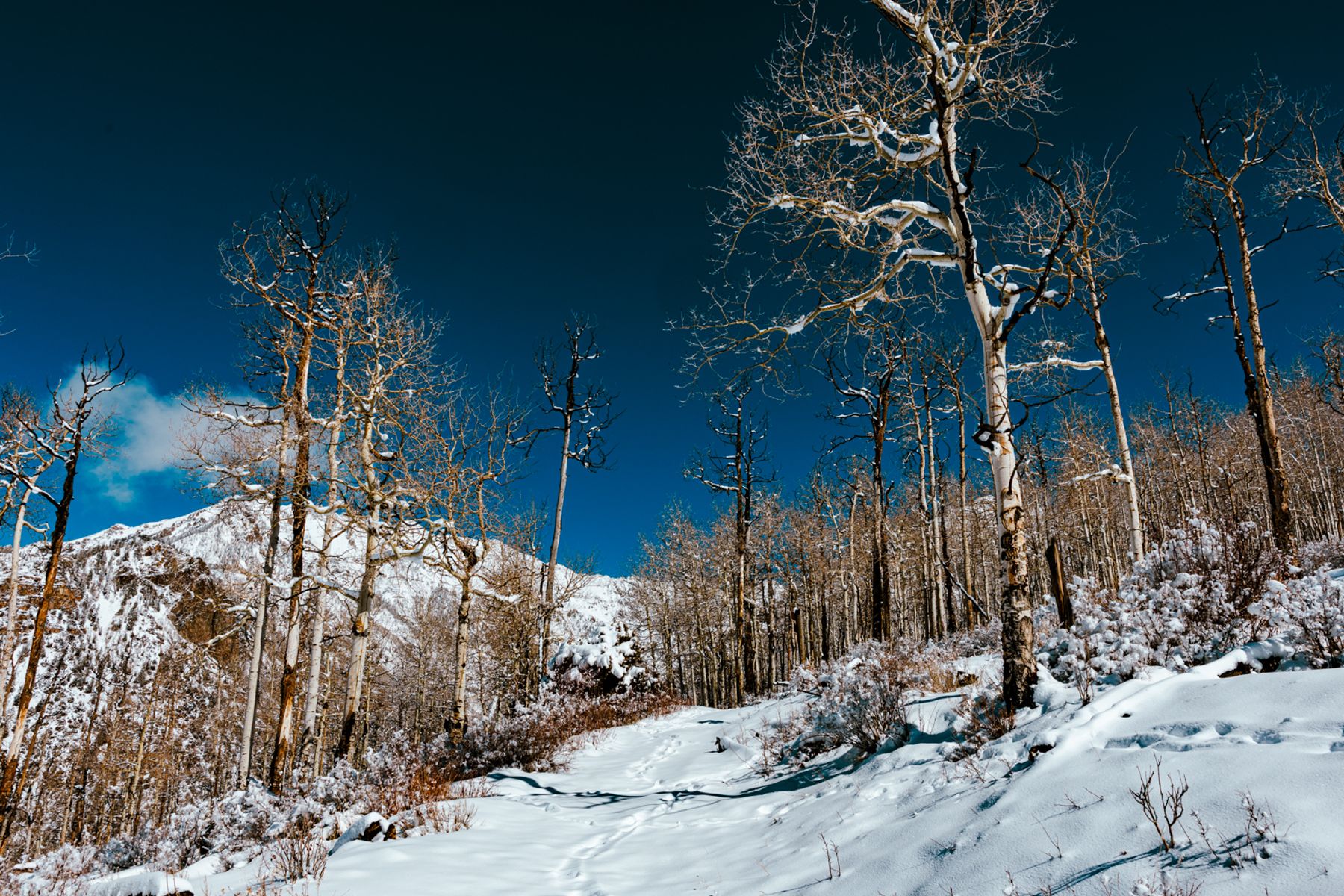 Cool Winter Trees